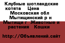 Клубные шотландские котята. › Цена ­ 10 000 - Московская обл., Мытищинский р-н, Мытищи г. Животные и растения » Кошки   